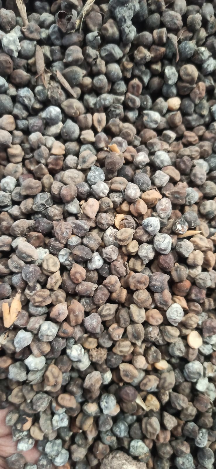 WhatsApp Image 2026-01-31 at 18.32.32 (1)