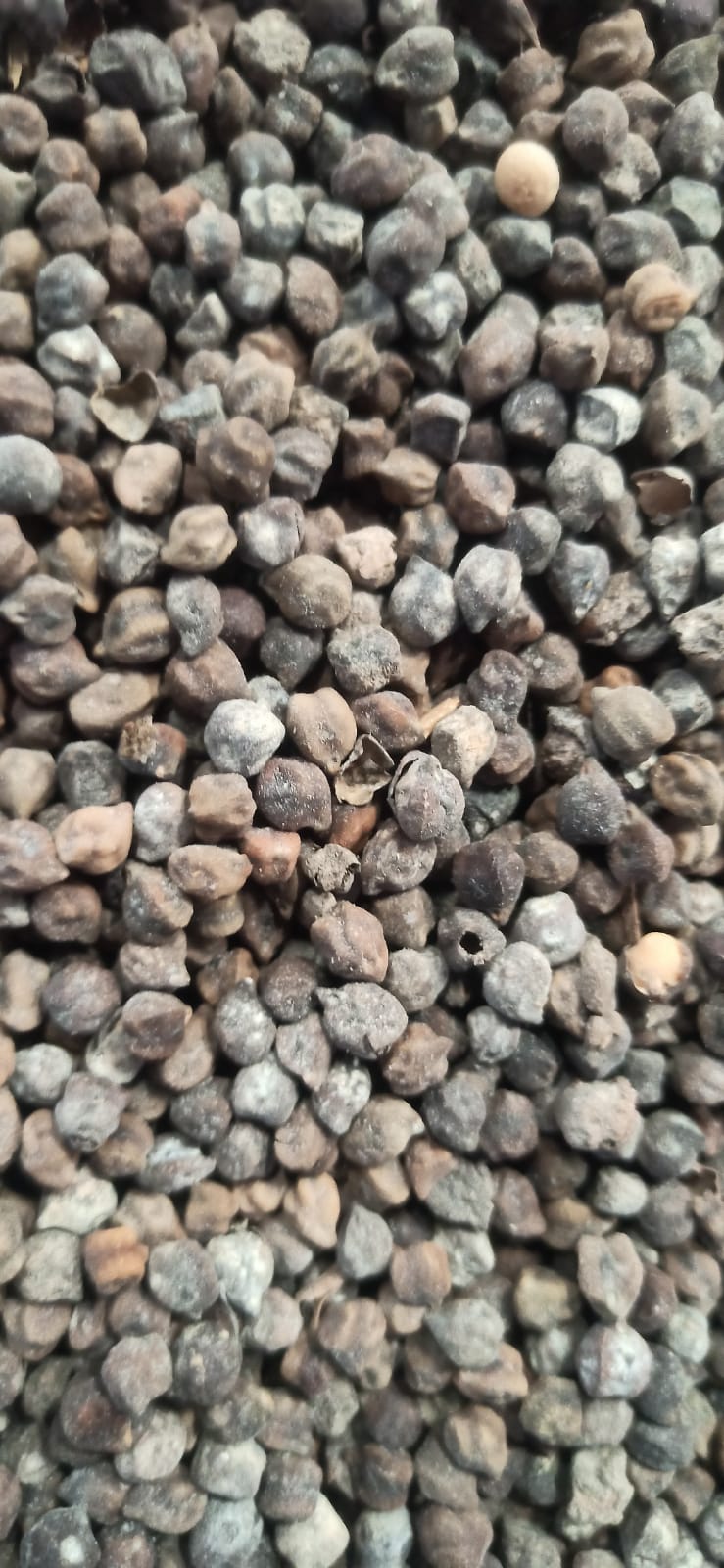 WhatsApp Image 2026-01-31 at 18.32.32 (2)