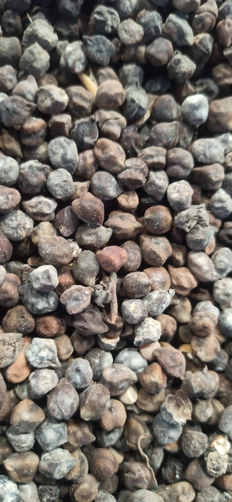 WhatsApp Image 2026-01-31 at 18.32.32